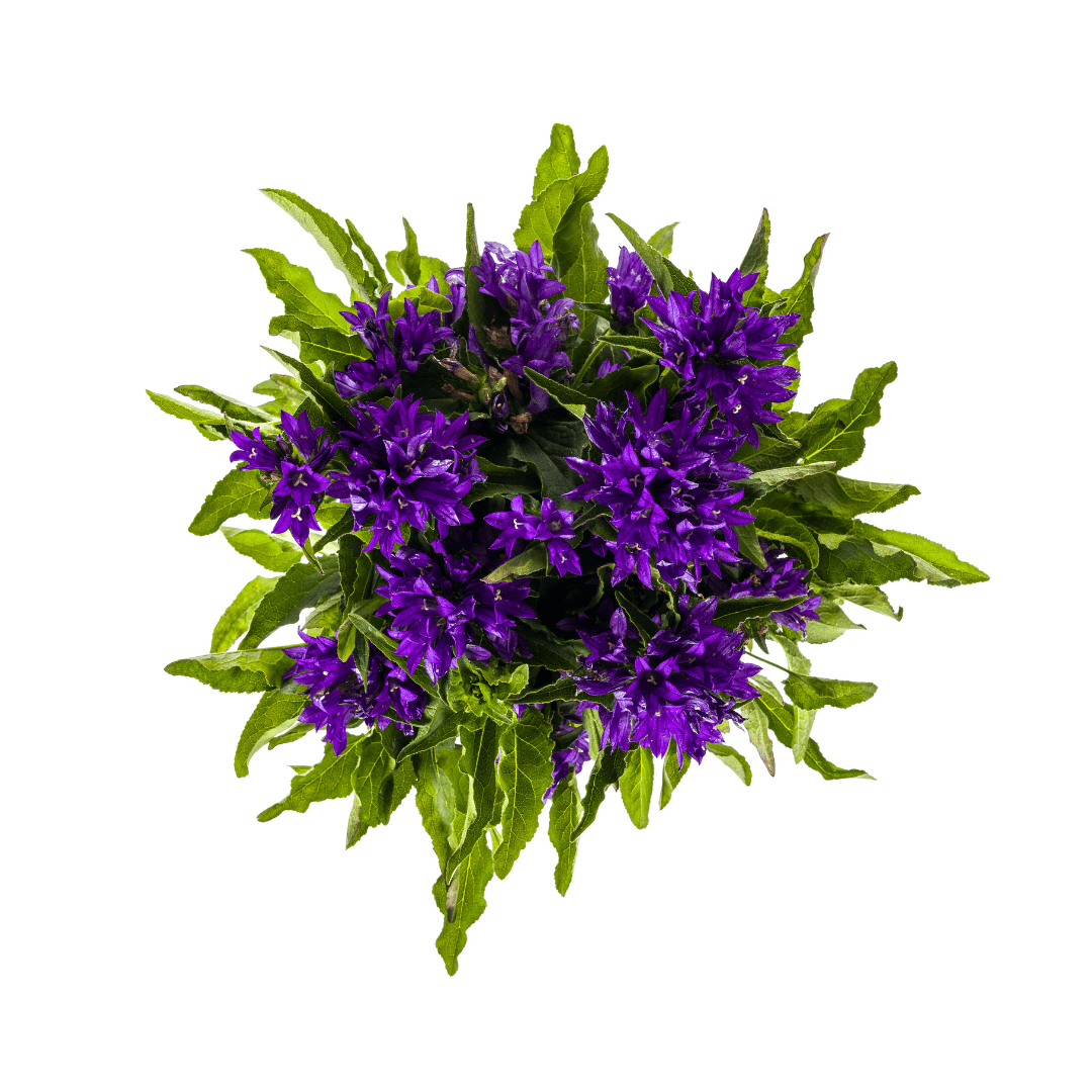 Knäuel - Glockenblume ‘Genti Blue’ Ø 19 cm - Höhe 30 - 40 cm - Wurzelwerk Design