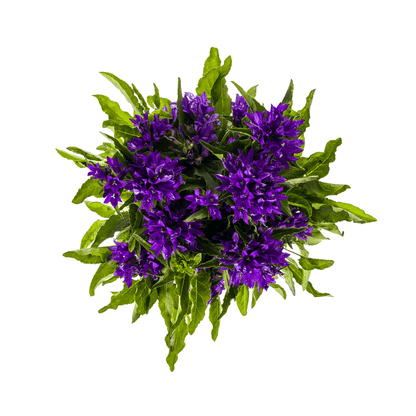 Knäuel - Glockenblume ‘Genti Blue’ Ø 19 cm - Höhe 30 - 40 cm - Wurzelwerk Design