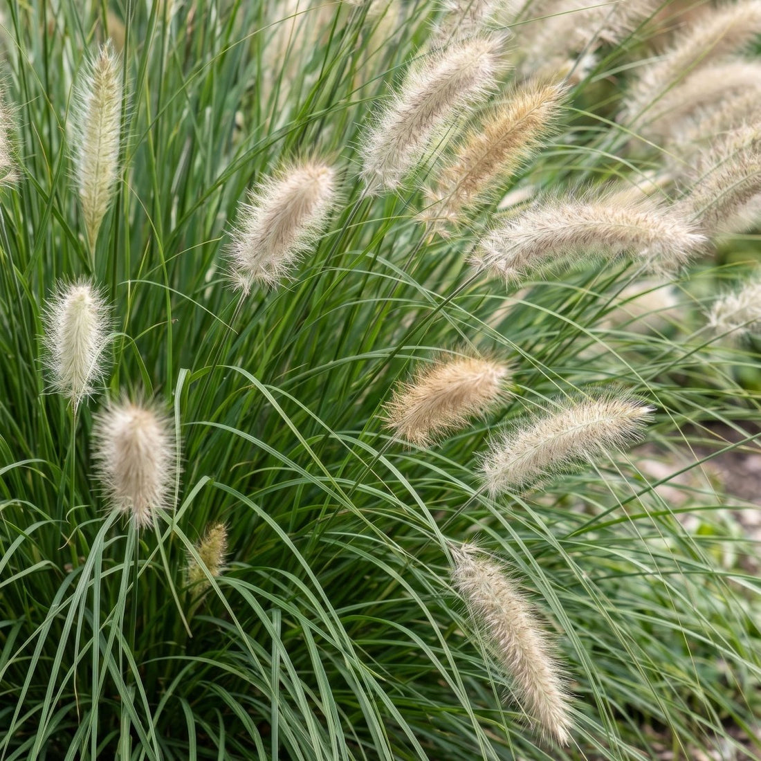 Pennisetum alop. Hameln - Lampenputzergras - 1 Pflanzen - Topf 11cm - Höhe 15-25cm - Wurzelwerk Design