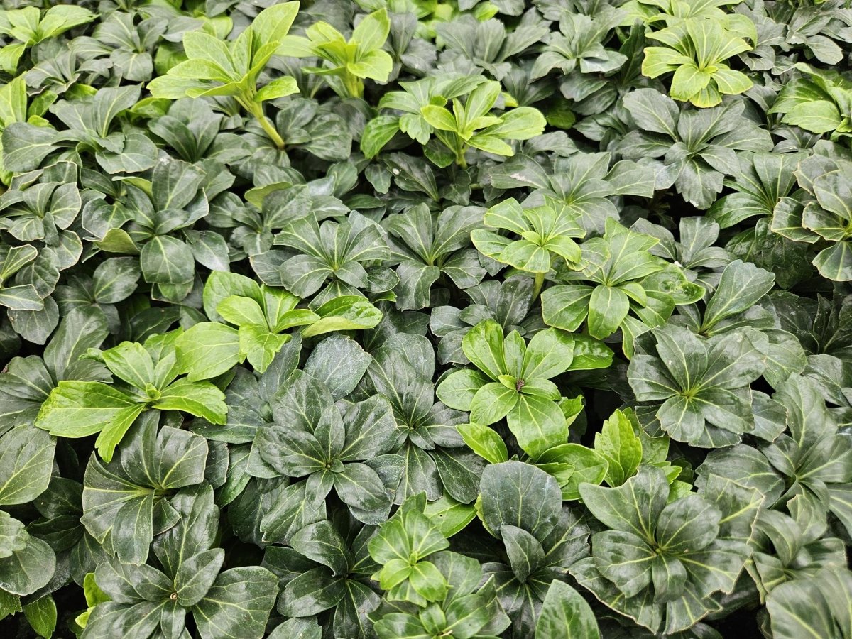 Pachysandra terminalis ‘Green Sheen’ – 24 Pflanzen, Ø 9 cm Topf, Höhe 10–25 cm – Immergrüner Bodendecker für Schattenlagen - Wurzelwerk Design