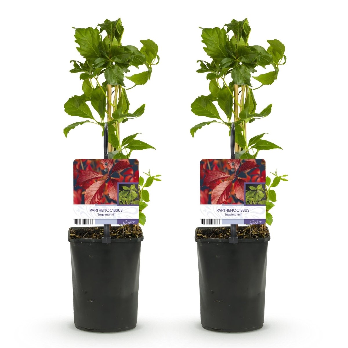Parthenocissus &