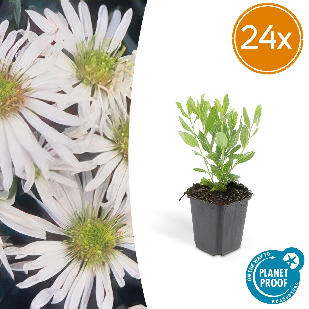 24x Aster ageratoides ‘Ashvi’ – Herbst - Aster mit zarten Blüten – Höhe 10–25 cm – Ø 9 cm - Wurzelwerk Design