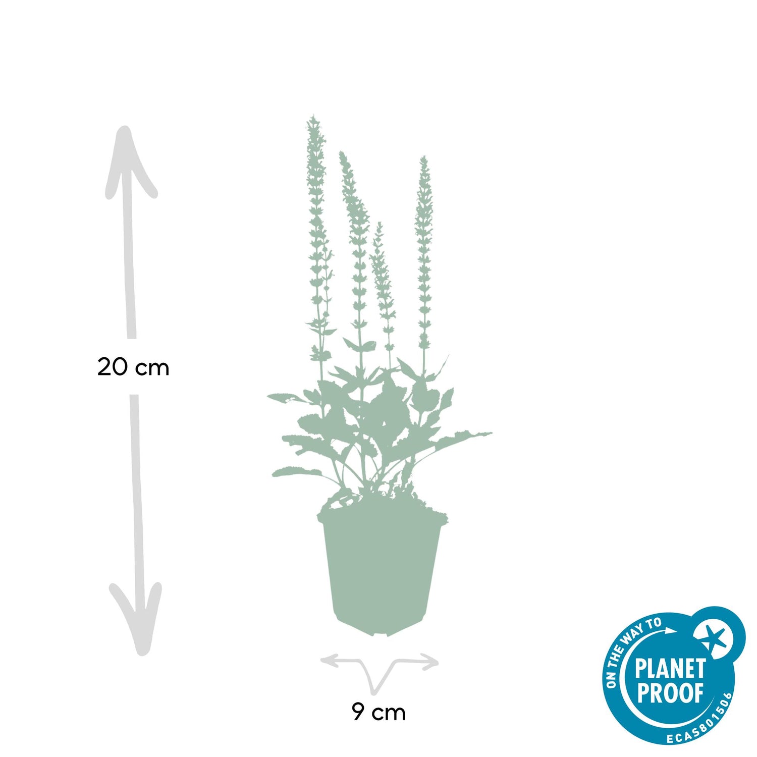 24x Salvia nemorosa ‘Ostfriesland’ – Steppen-Salbei mit violettblauen Blüten – Höhe 10–25 cm – Ø 9 cm