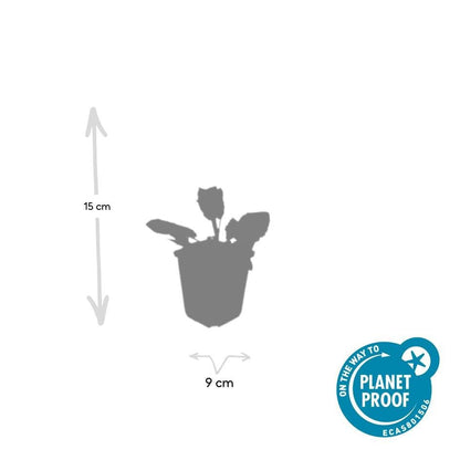 Salvia nemorosa ‘Mainacht’ – 24 Stück, Ø 9 cm Topf, Höhe 10–25 cm – Duftender, winterharter Ziersalbei für Garten &amp; Bienen - Wurzelwerk Design
