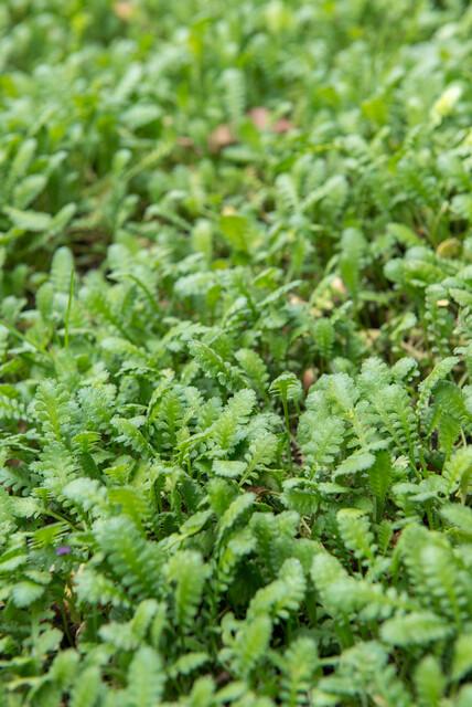 Leptinella squalida – 24 Pflanzen Ø 9 cm – Rasenteppichpflanze &amp; Bodendecker mit filigranem Laub - Wurzelwerk Design