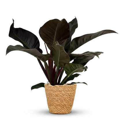 Everspring Philodendron Imperial Red Zimmerpflanze in Topf mit 19 cm Durchmesser, Höhe 60 cm, grüne und rote Blätter