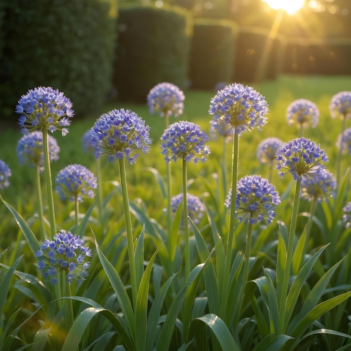 Blumenzwiebeln Allium Caeruleum | 40 Stück Blau – Zwiebelgröße 4/5 – XXL Pack - Wurzelwerk Design
