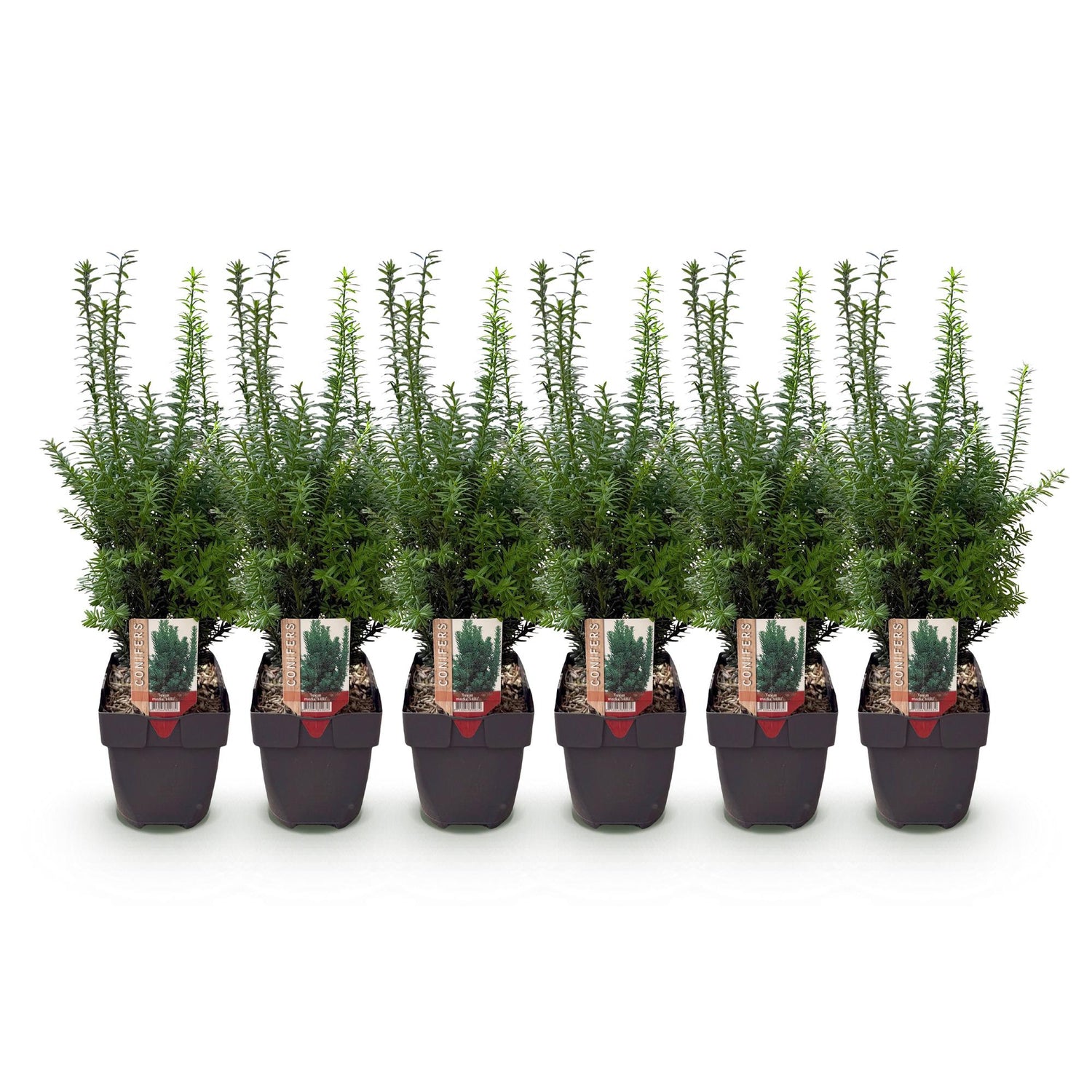 Becher-Eibe Hilii – Taxus media online kaufen | 6 Pflanzen für 1 m Hecke, immergrün &amp; besonders frosthart – Wurzelwerk Design