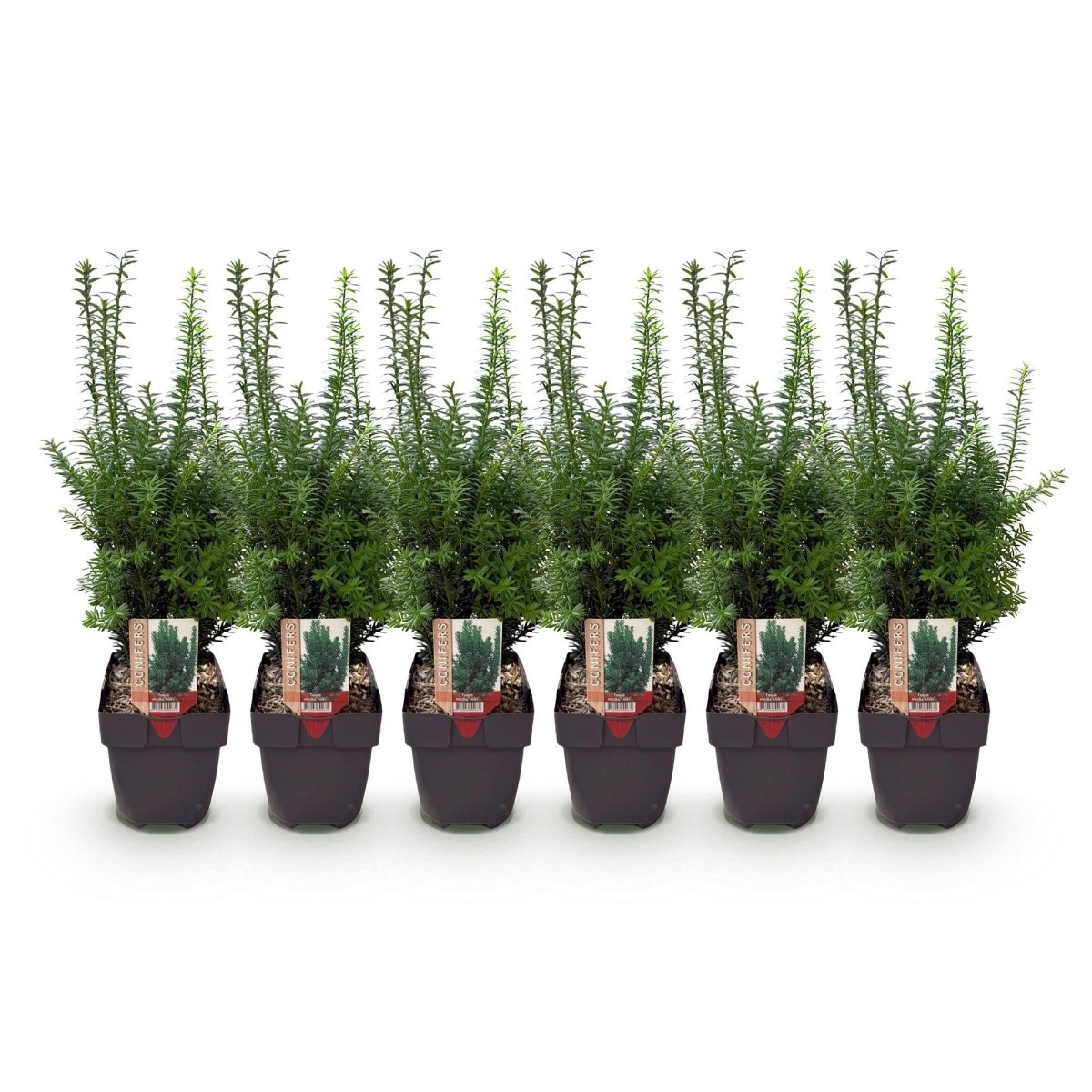 Becher-Eibe Hilii – Taxus media online kaufen | 6 Pflanzen für 1 m Hecke, immergrün &amp; besonders frosthart – Wurzelwerk Design - Wurzelwerk Design