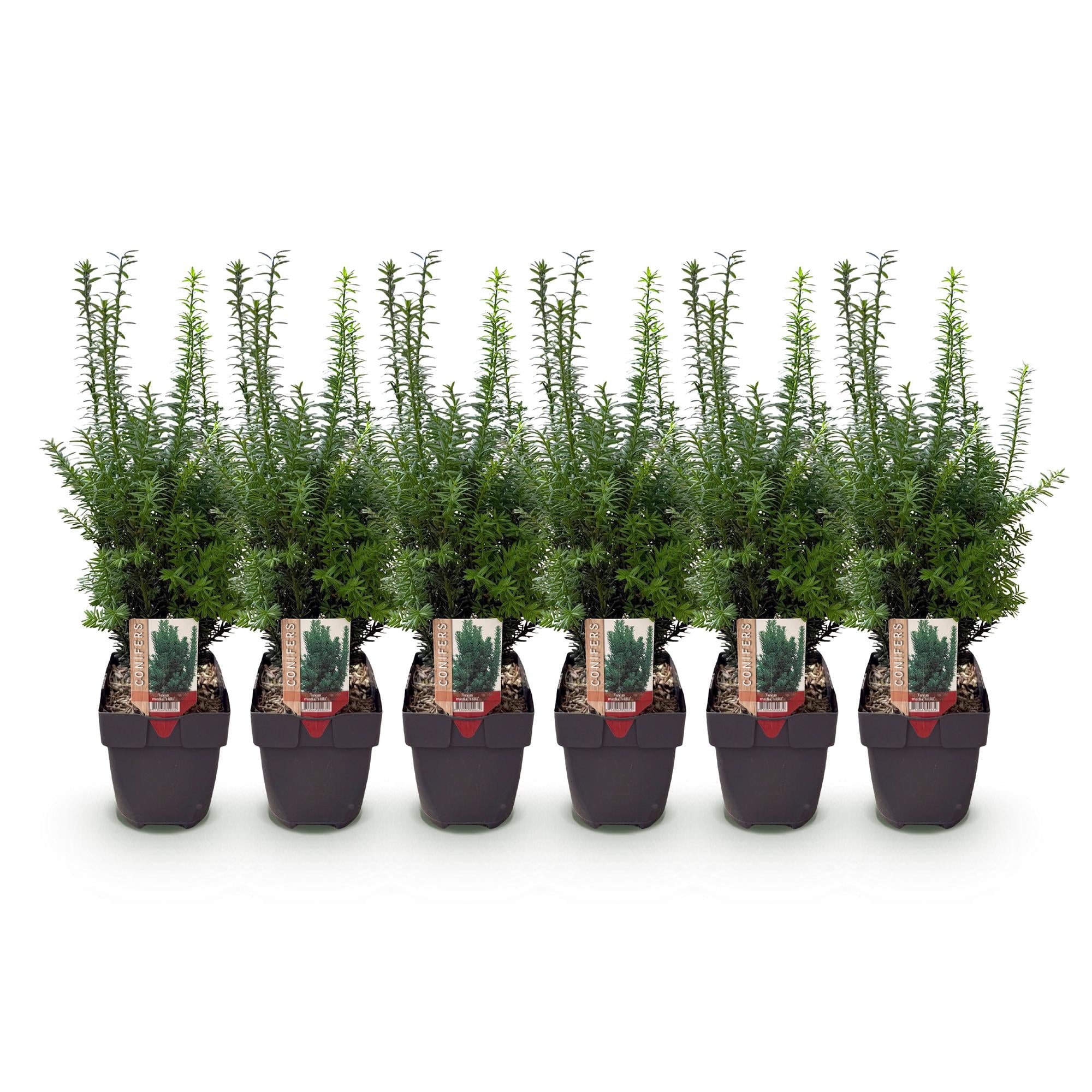 Becher-Eibe Hilii – Taxus media online kaufen | 6 Pflanzen für 1 m Hecke, immergrün &amp; besonders frosthart – Wurzelwerk Design