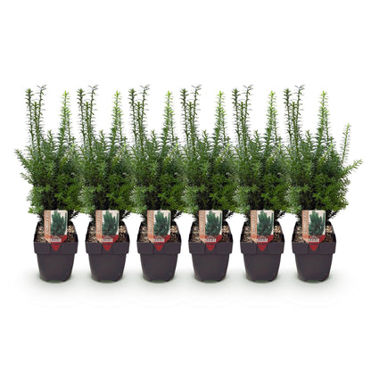 Becher-Eibe Hilii – Taxus media online kaufen | 6 Pflanzen für 1 m Hecke, immergrün &amp; besonders frosthart – Wurzelwerk Design
