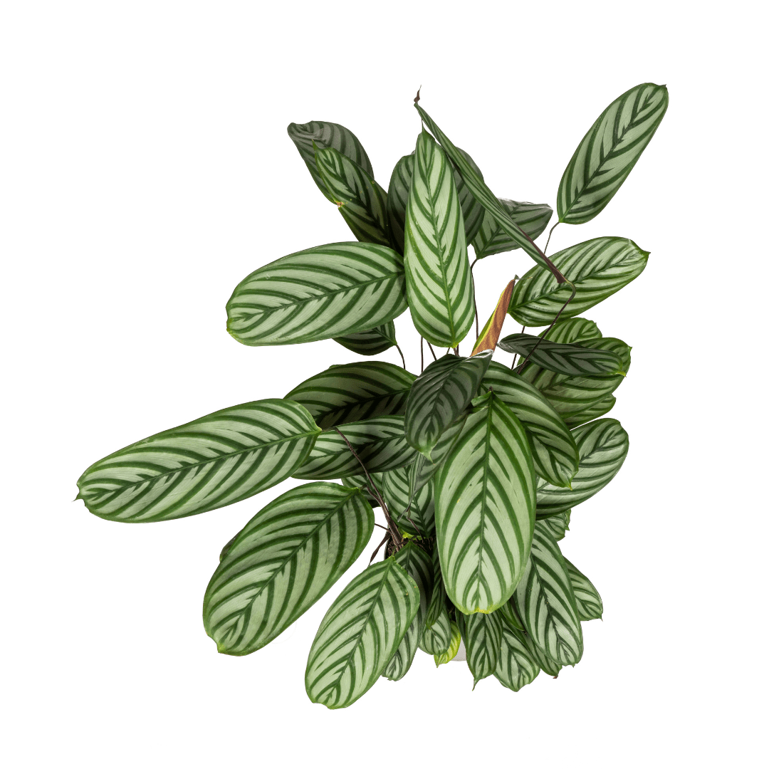 Calathea oppenheimiana | Korbmarante in verschiedenen Größen – Immergrün &amp; Haustierfreundlich - Wurzelwerk Design