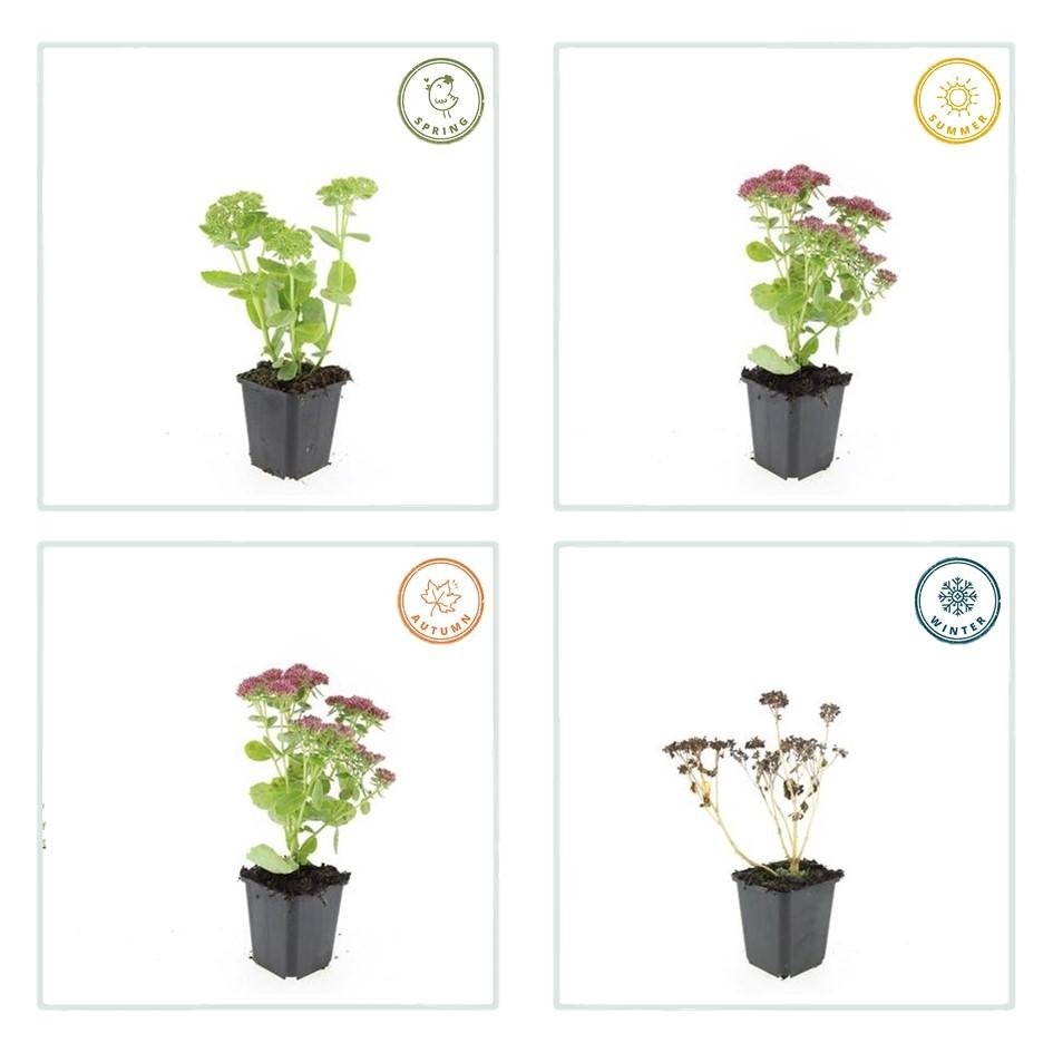 Sedum ‘Herbstfreude’ – 24 Stück, Ø 9 cm Topf, Wuchshöhe 10 - 25 cm – Pflegeleichte, winterharte Staude mit spätem Blütenzauber - Wurzelwerk Design