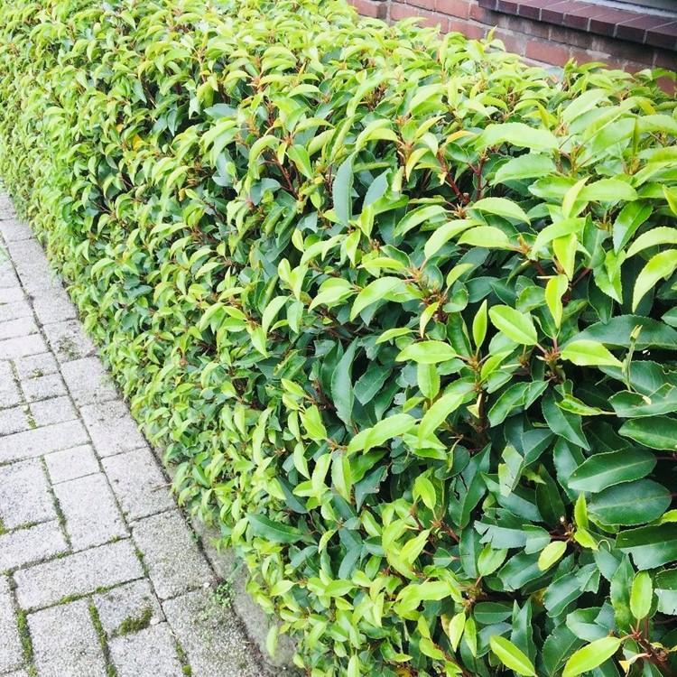 Sechs grüne Prunus lusitanica Angustifolia Heckenpflanzen in Töpfen, immergrün, 50cm hoch, für Hecken und Sichtschutz