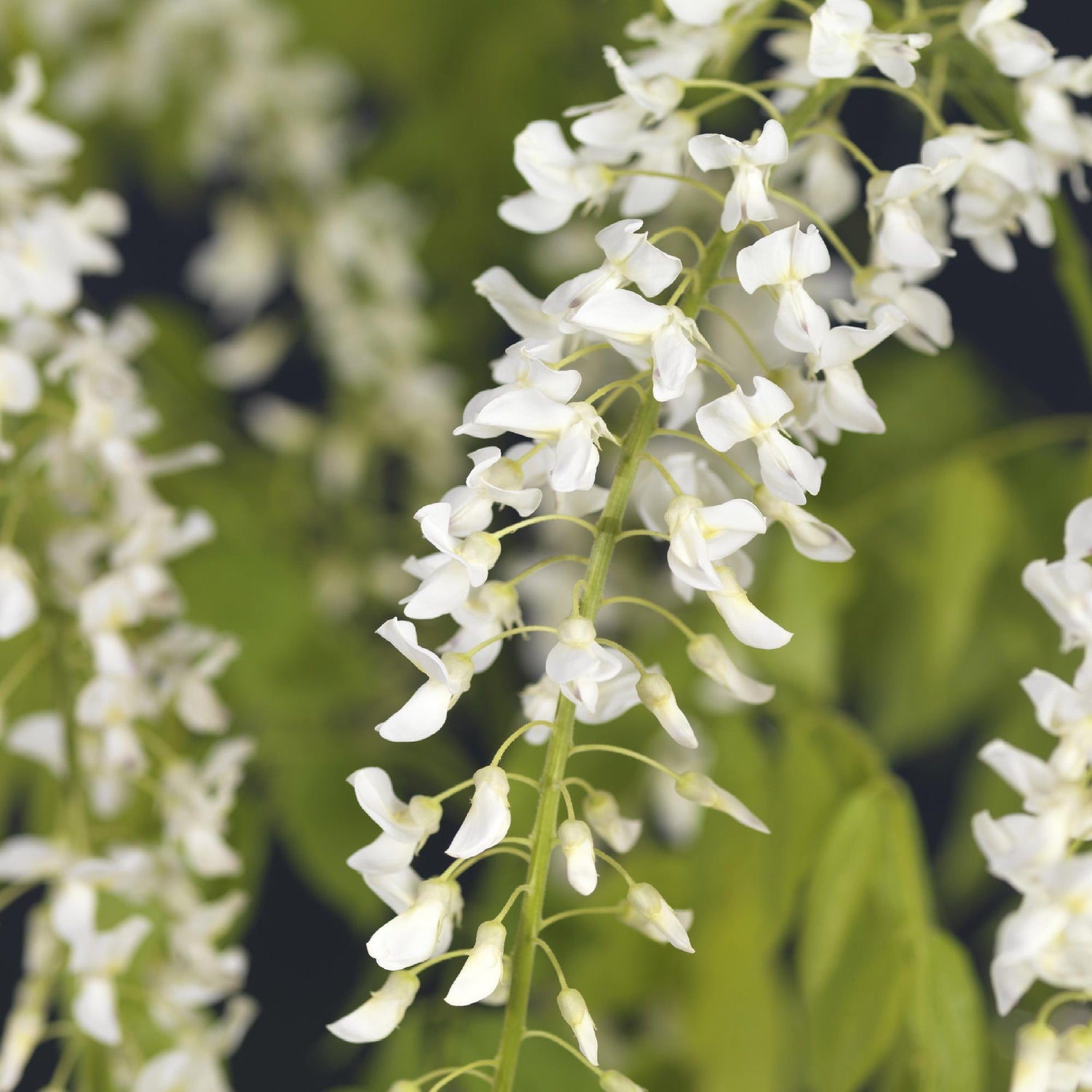 Blauregen Wisteria floribunda &