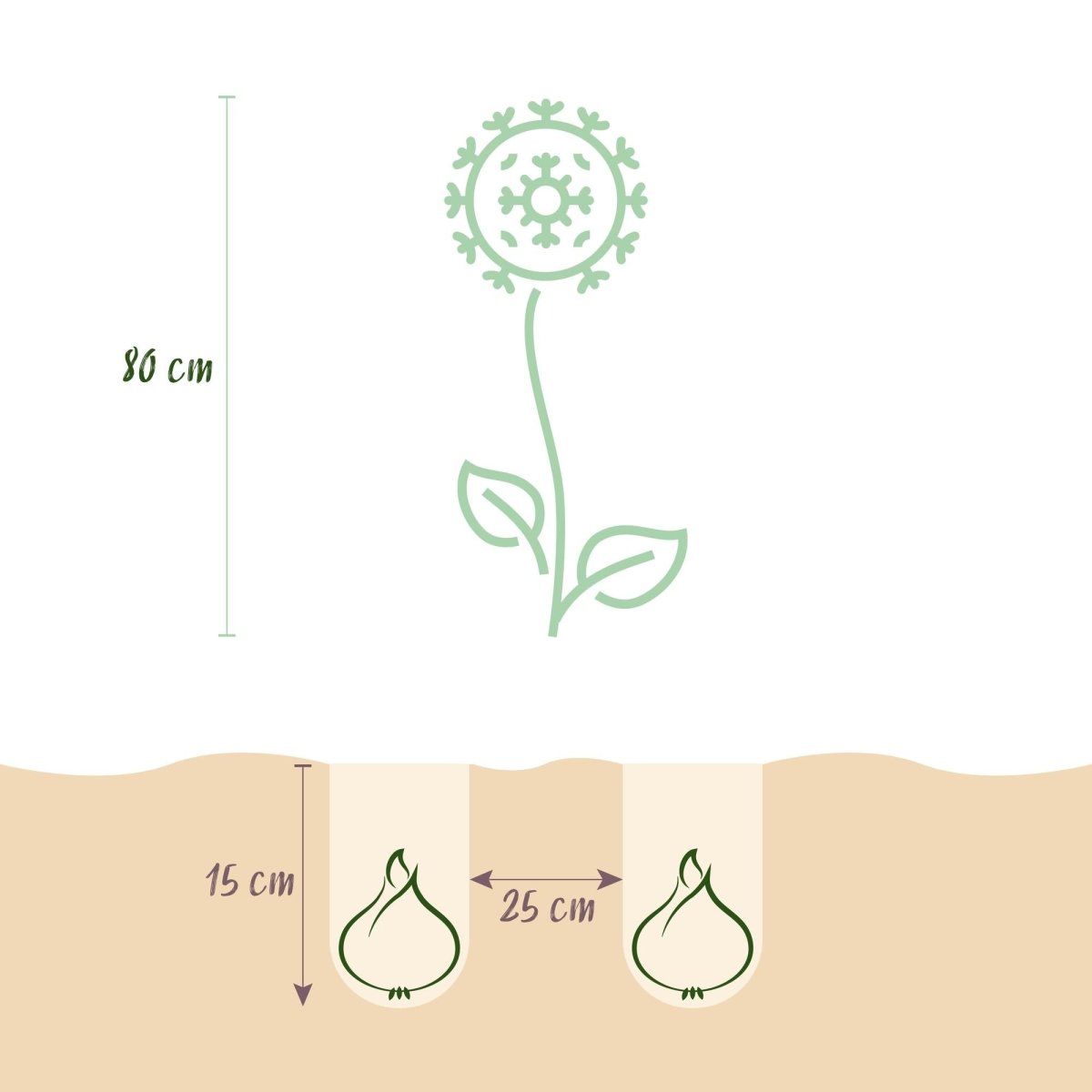 Allium Miami Blumenzwiebeln | 15 Stück Lila – Zwiebelgröße 10/11 – XXL Pack - Wurzelwerk Design