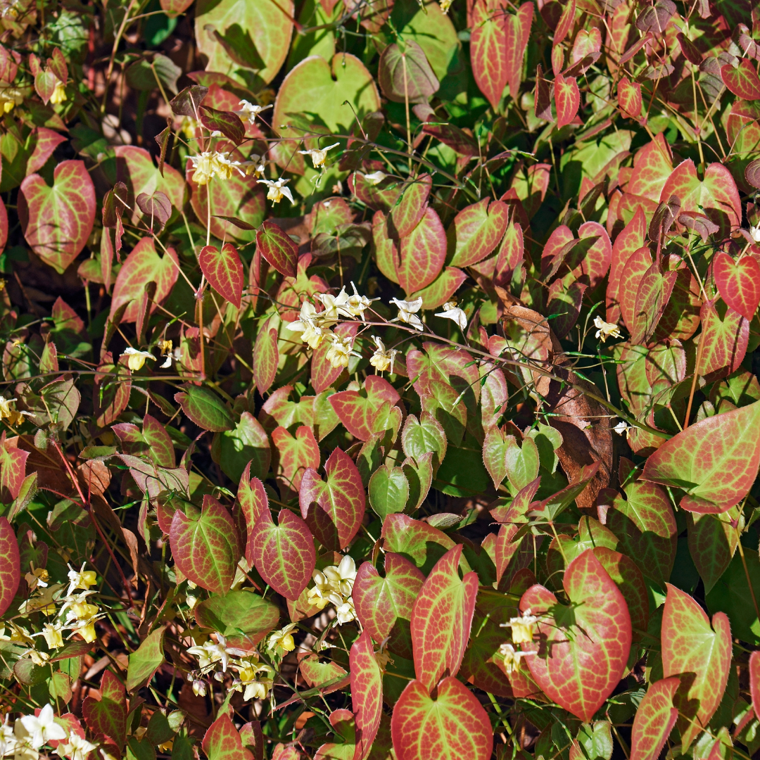 Sechs Everspring Epimedium y. &