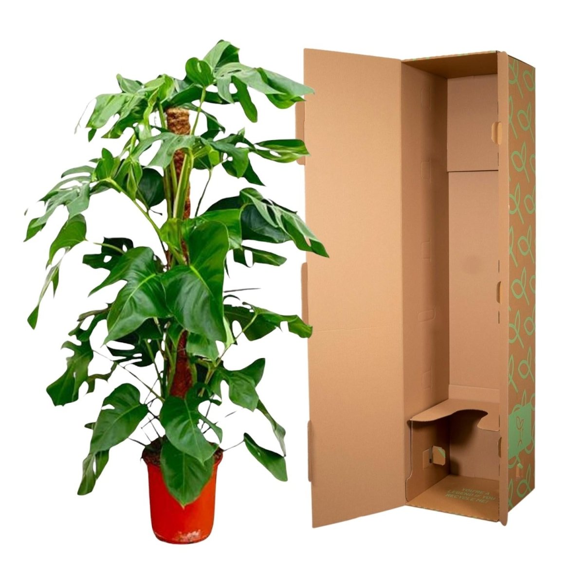 Monstera Pertusum XL 120 cm – Fensterblatt für Innenräume - Wurzelwerk Design