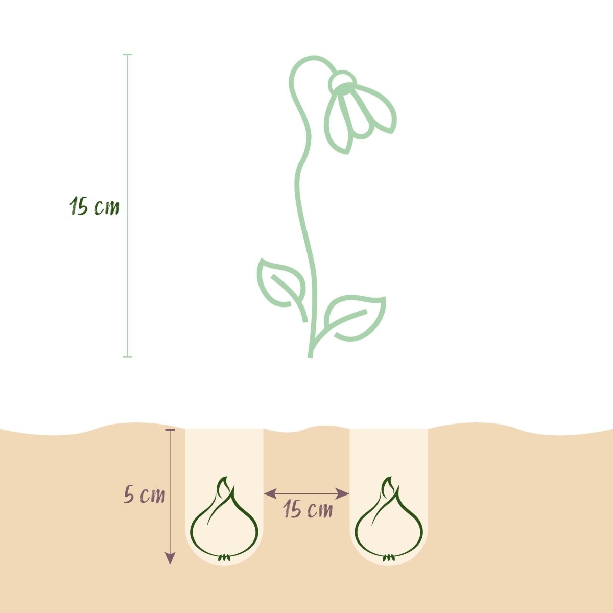 Blumenzwiebeln Galanthus Elwesii | 25 Stück Weiß – Zwiebelgröße 5/6 – XXL Pack - Wurzelwerk Design