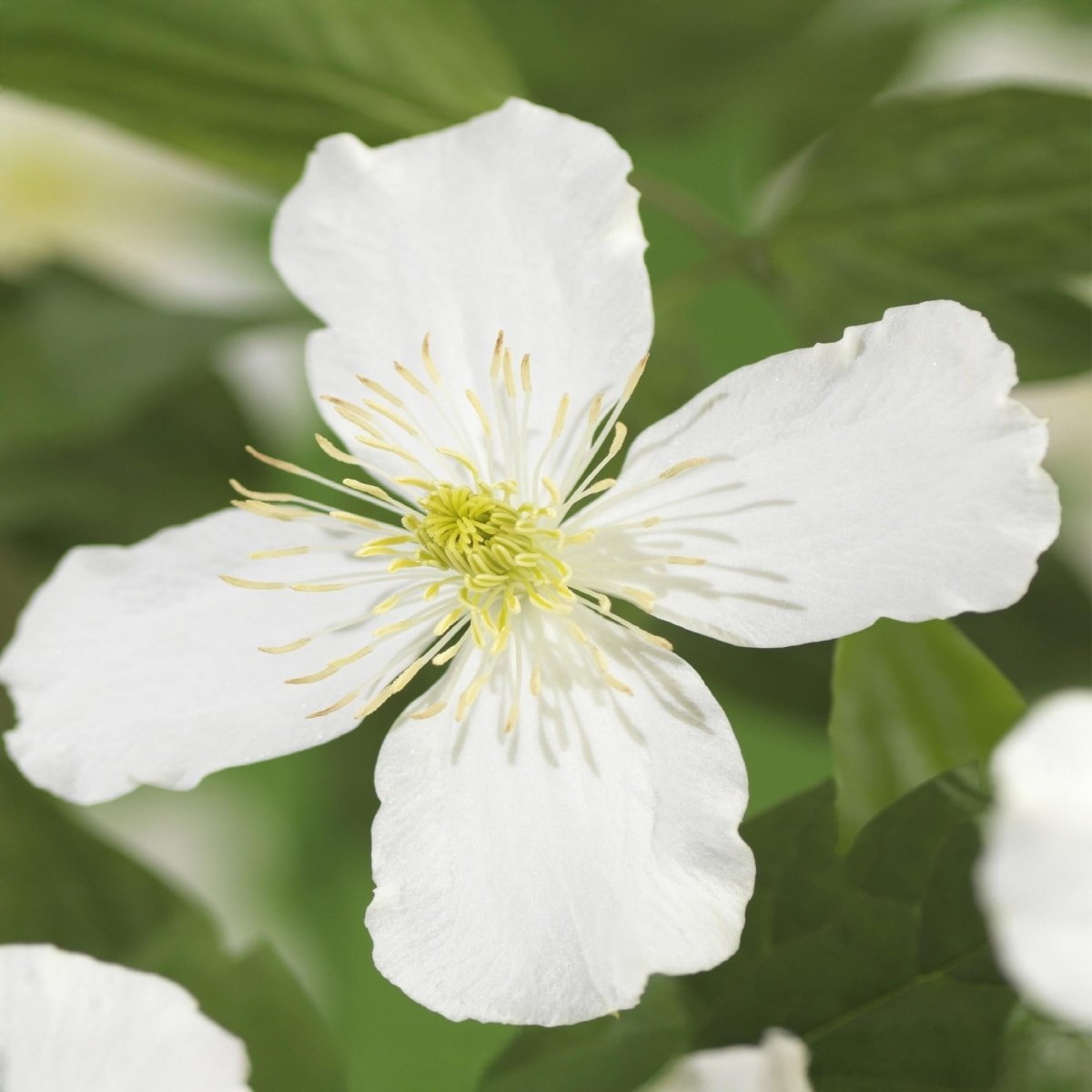 Clematis montana &