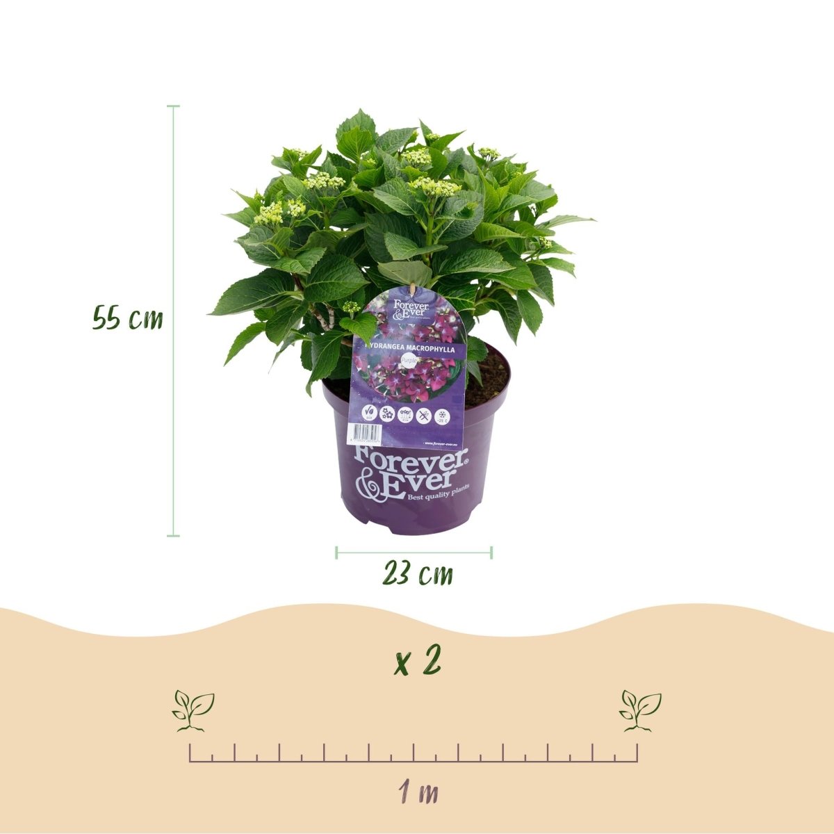 Balkon - Hortensie Forever &amp; Ever Lila – 2 Pflanzen – 7–12 Blüten – Ø23 cm Topf – Höhe ca. 55 cm - Wurzelwerk Design