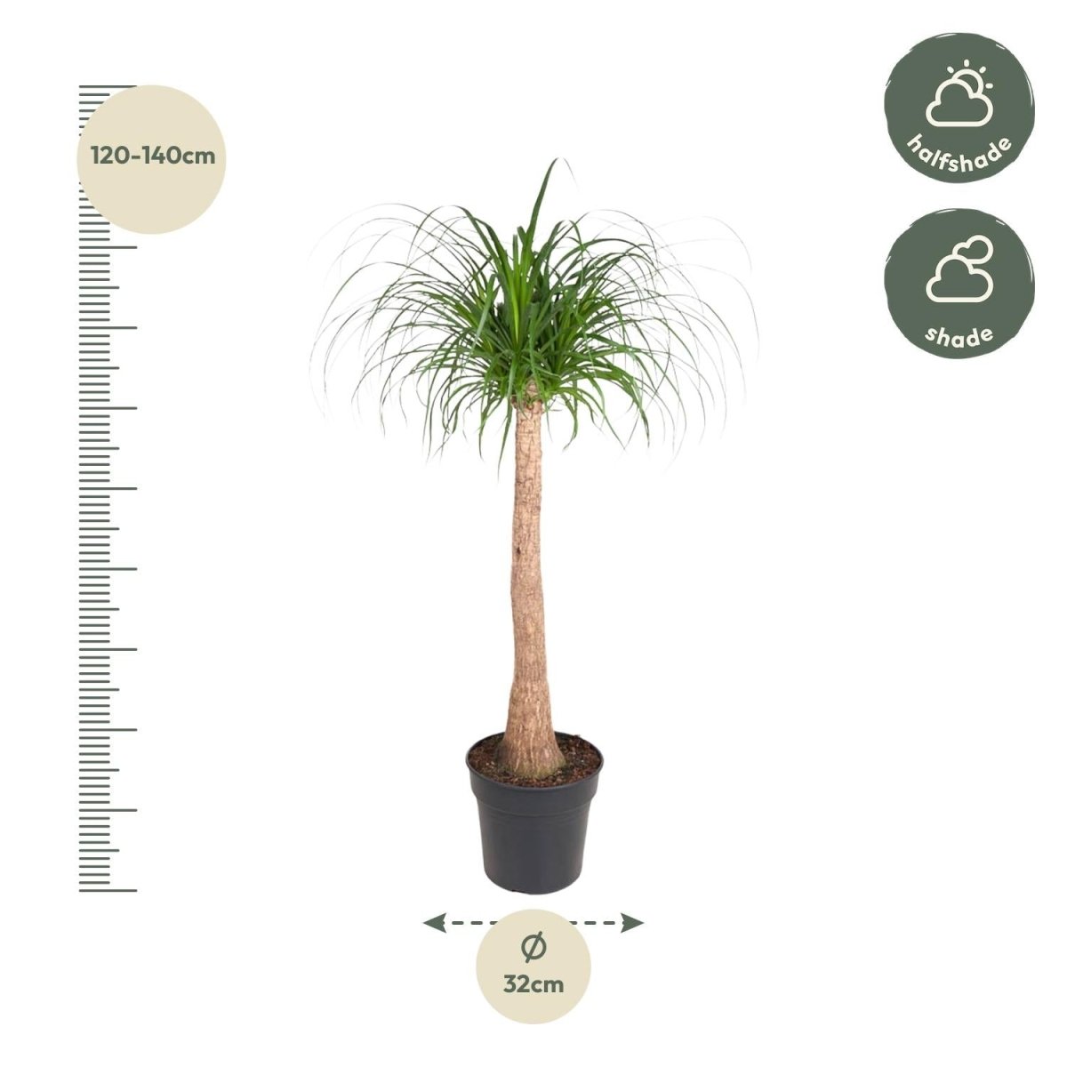 Beaucarnea Elefantenfuß 120 cm | Zimmerpflanze im Ø32 cm Topf – Pflegeleicht &amp; Exotisch - Wurzelwerk Design
