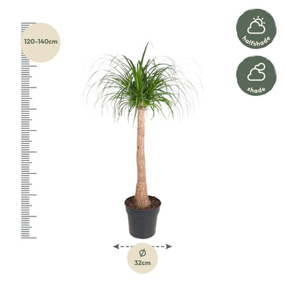 Beaucarnea Elefantenfuß 120 cm | Zimmerpflanze im Ø32 cm Topf – Pflegeleicht &amp; Exotisch - Wurzelwerk Design