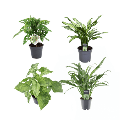 Pflanzenmix 4er - Set – Monstera, Aglaonema &amp; Syngonium - Wurzelwerk Design