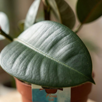 Gummibaum kaufen | Ficus Elastica Cloe – Topf Ø 19 cm, Höhe 65 cm - Wurzelwerk Design