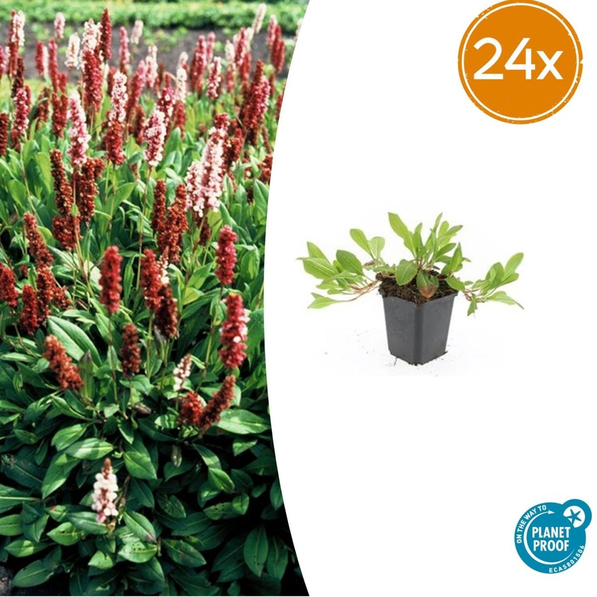 Persicaria aff. ‘Darjeeling Red’ – 24 Pflanzen Ø 9 cm Höhe 10–25 cm – Teppich - Knöterich | Kriechende, winterharte Bodendecker - Staude - Wurzelwerk Design