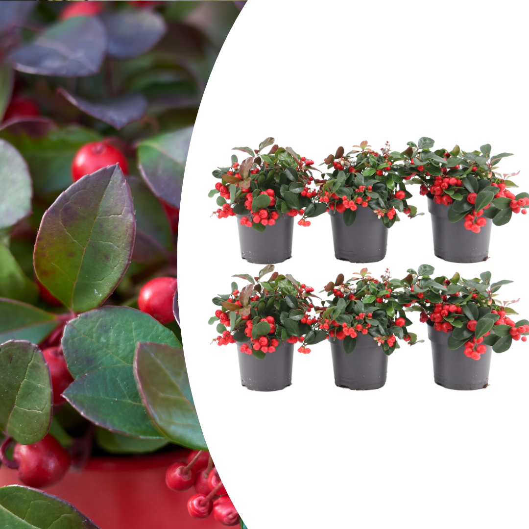 6x Gaultheria procumbens &