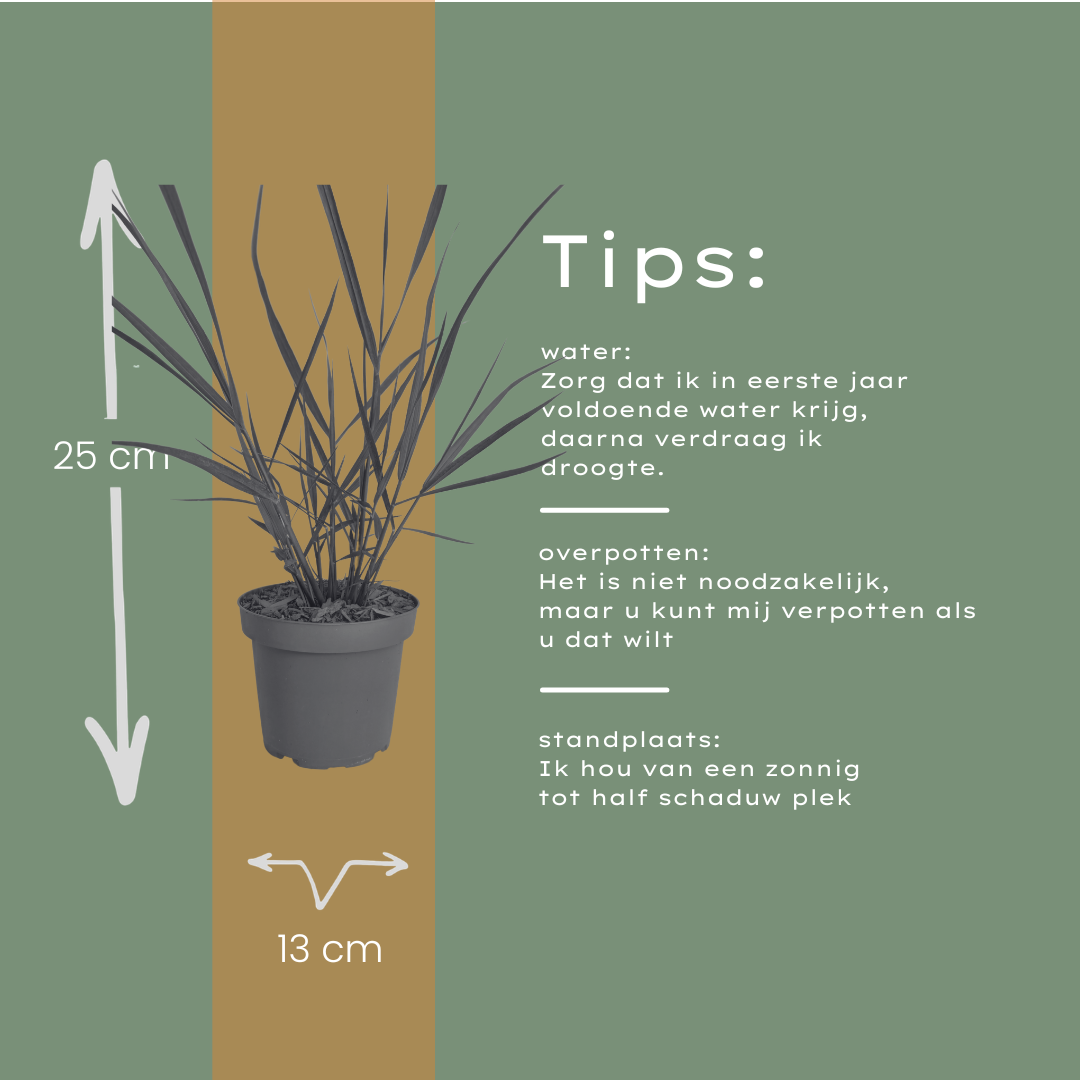 Ziergras Rotstrahlbusch kaufen | 3× Panicum virgatum, Ø 12 cm