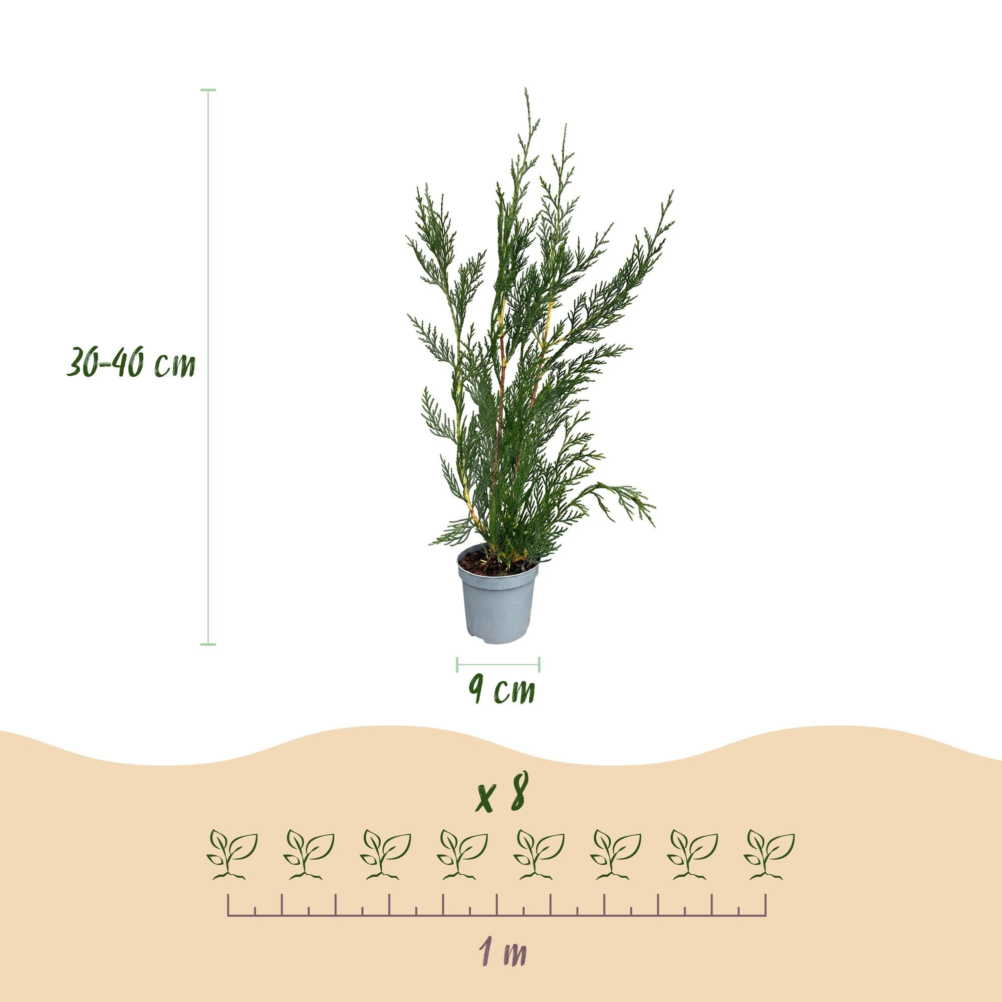 Leyland-Zypresse Jungpflanzen – Cupressocyparis leylandii online kaufen | 8er-Set, immergrün &amp; sehr schnellwachsend – Wurzelwerk Design