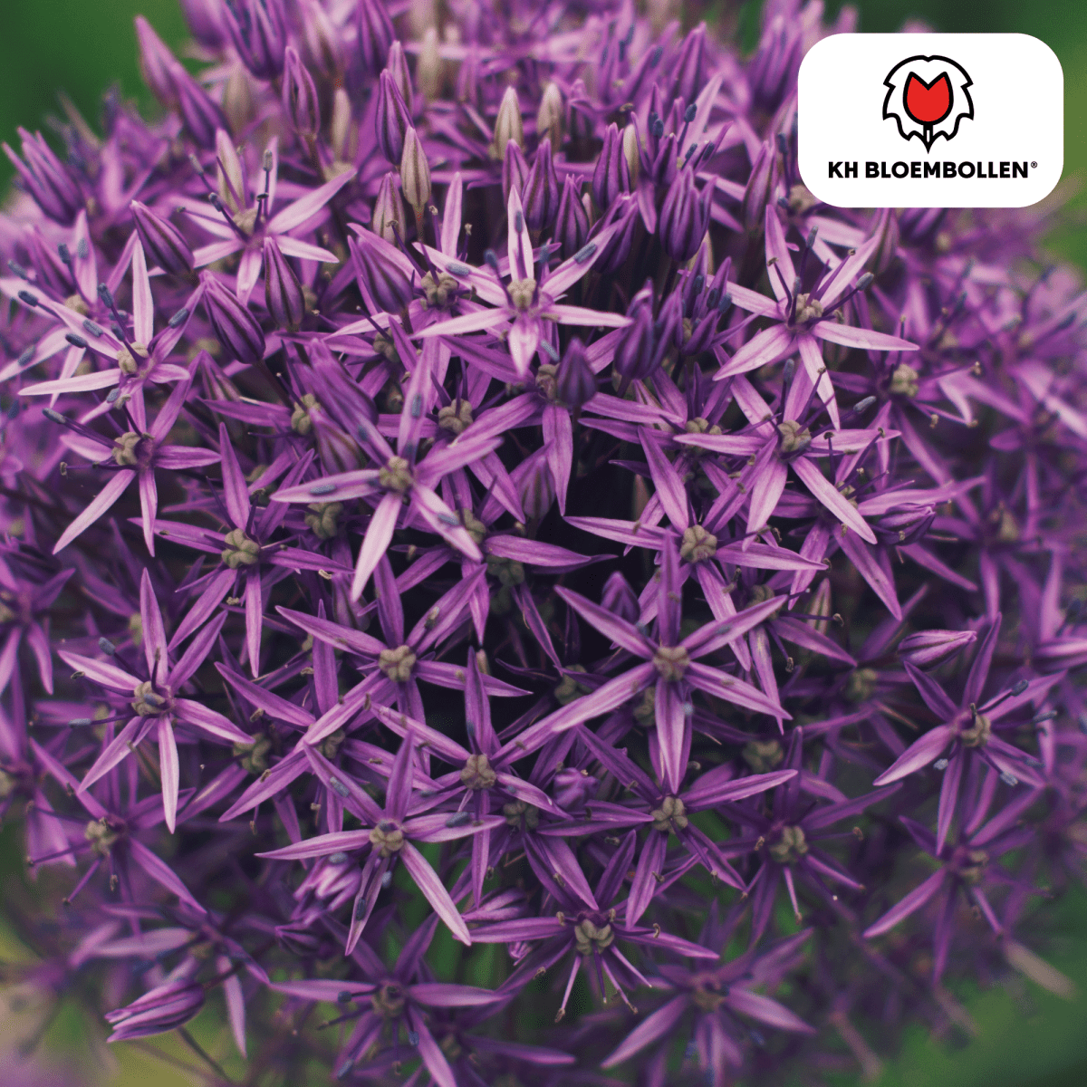 Allium Globemaster – 5 Stück | Riesiger Zierlauch in Violett - Wurzelwerk Design