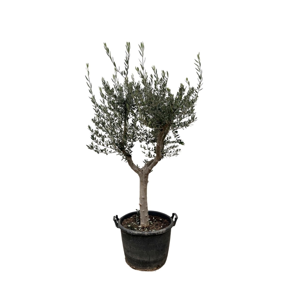 Olivenbaum kaufen – Olea europaea ‚Lorc&