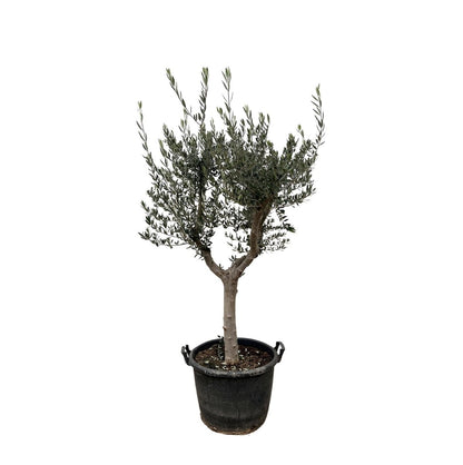 Olivenbaum kaufen – Olea europaea ‚Lorc&