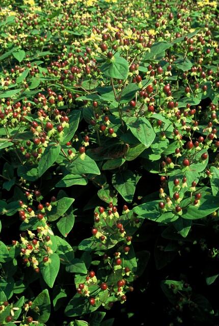 Sechs Hypericum inodorum &