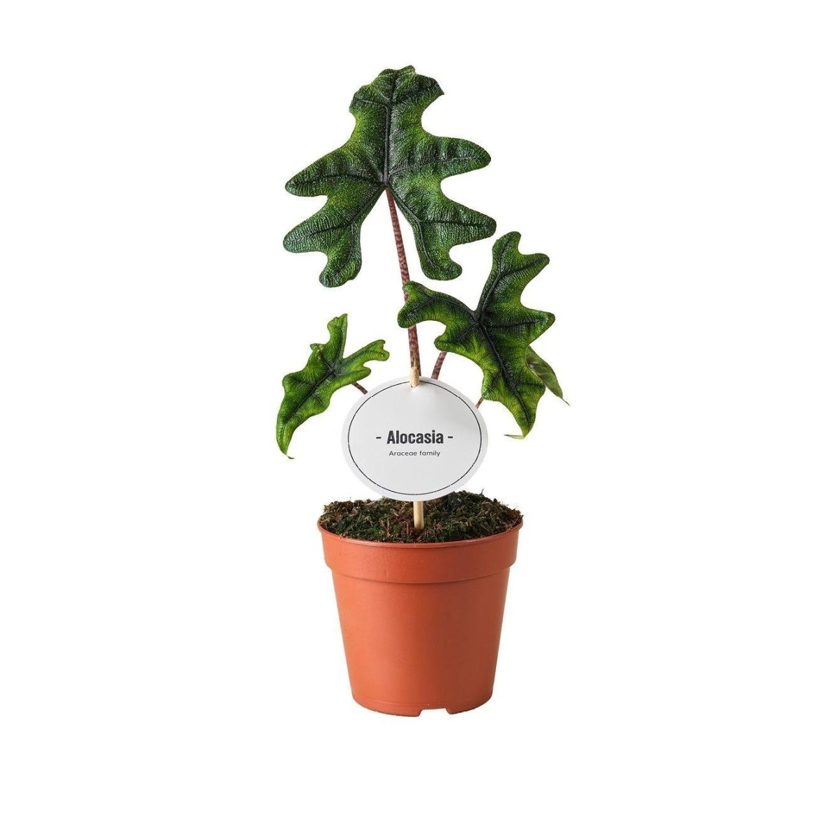 Alocasia Jacklyn – Exotische Rarität mit einzigartigem Blattmuster – Ø 12 cm Topf – Höhe ca. 30 cm - Wurzelwerk Design