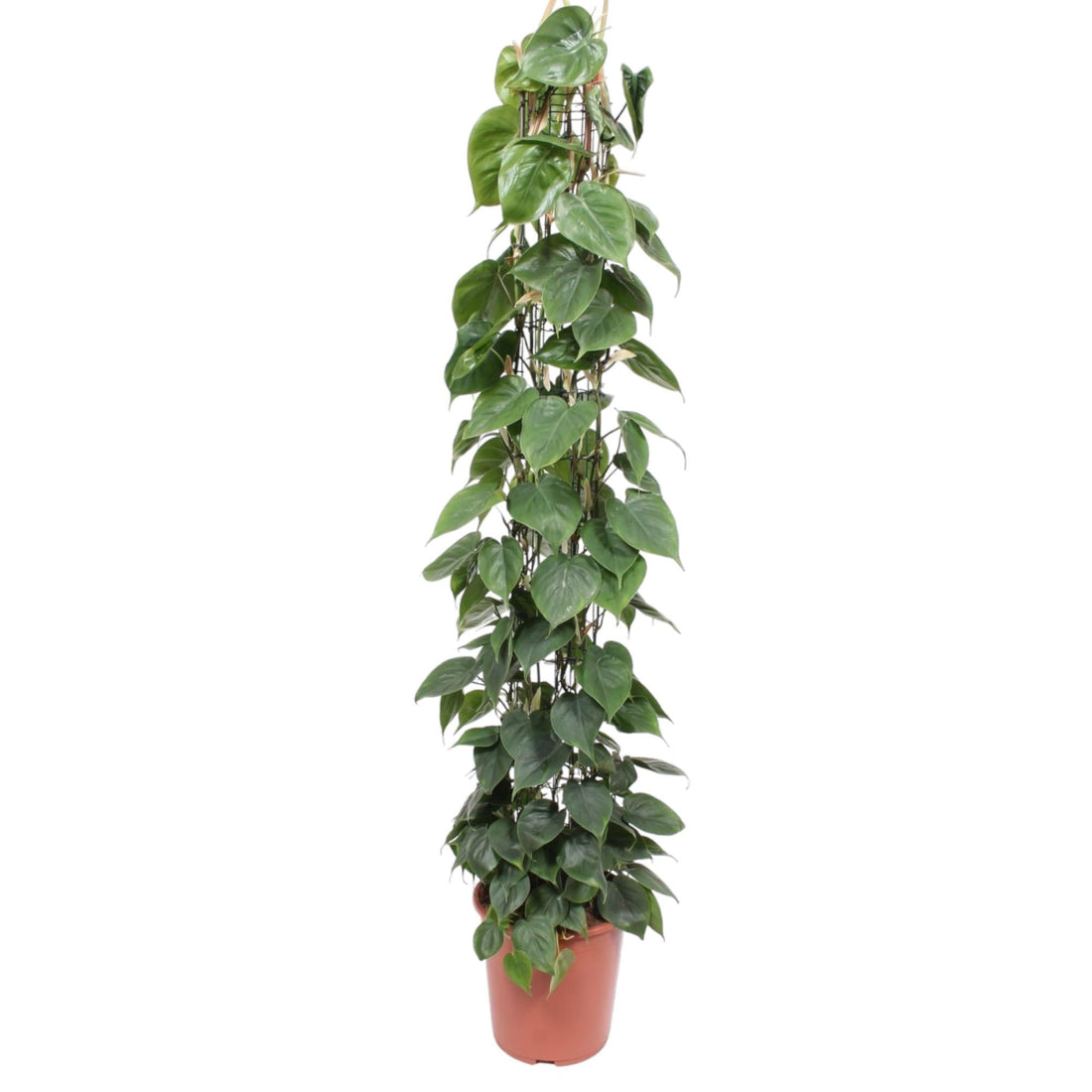 Philodendron scandens | Herzblatt-Philodendron – Pflegeleichte Kletter- &amp; Hängepflanze