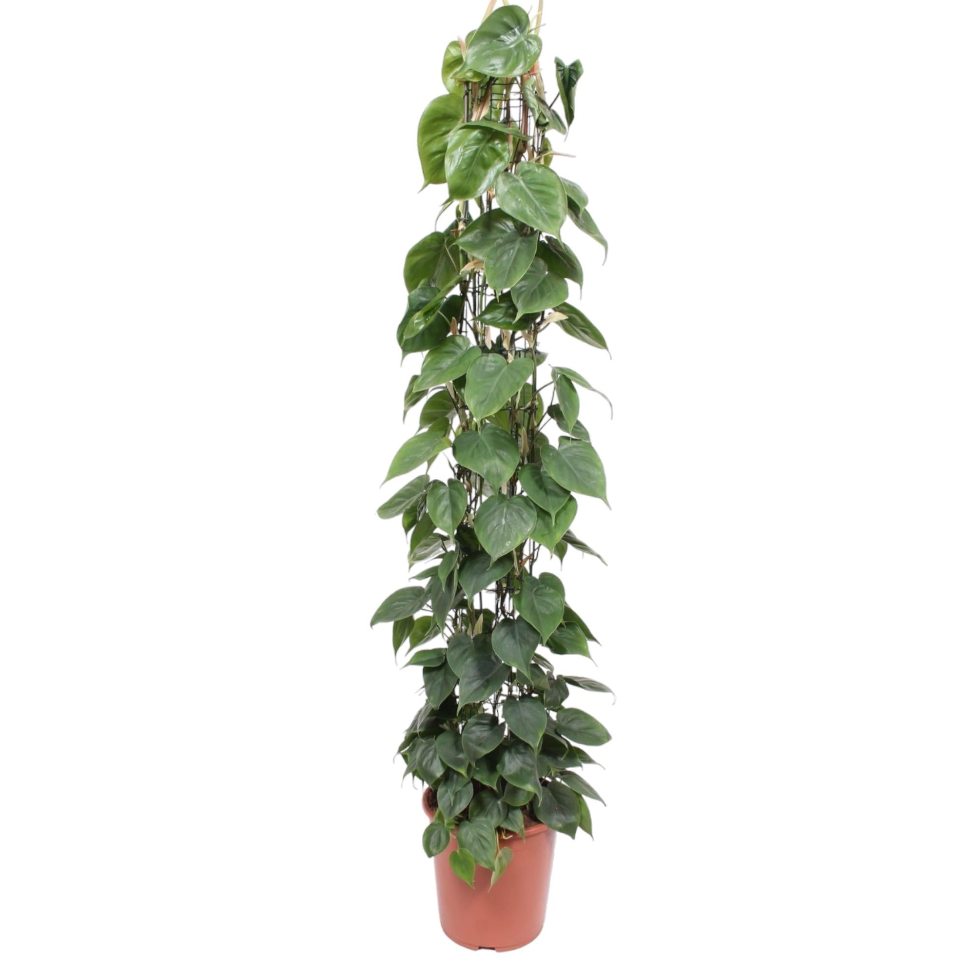 Philodendron scandens | Herzblatt-Philodendron – Pflegeleichte Kletter- &amp; Hängepflanze