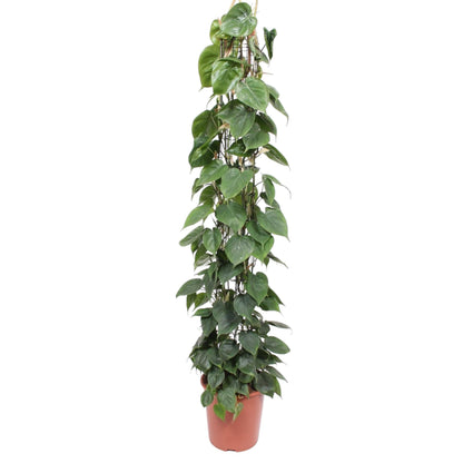 Philodendron scandens | Herzblatt-Philodendron – Pflegeleichte Kletter- &amp; Hängepflanze