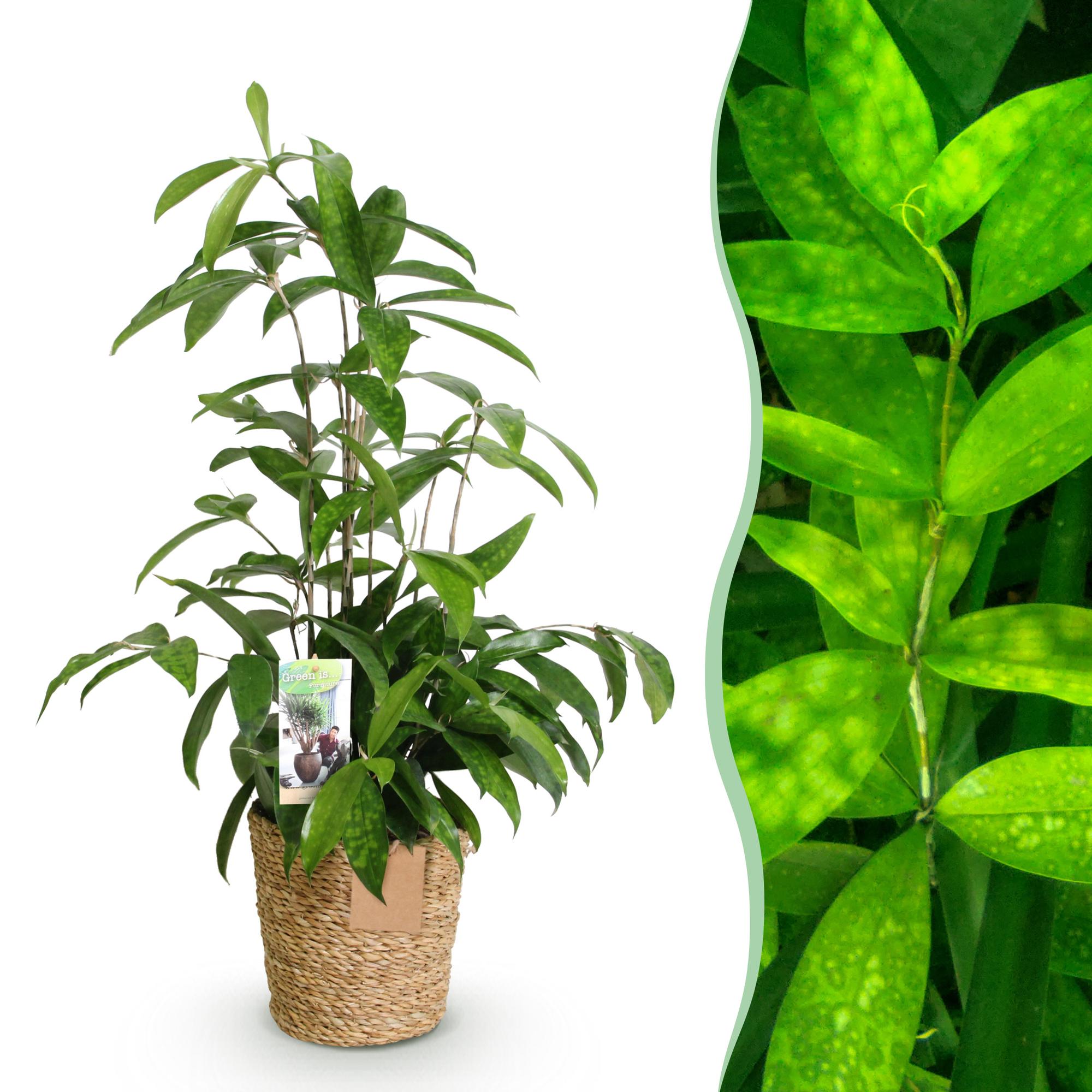 Dracaena surculosa im Korb, Everspring Pflanze, Höhe 60-70cm, grüner Drachenbaum mit dekorativem Laub