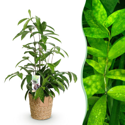 Dracaena surculosa im Korb, Everspring Pflanze, Höhe 60-70cm, grüner Drachenbaum mit dekorativem Laub