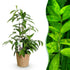 Dracaena surculosa im Korb, Everspring Pflanze, Höhe 60-70cm, grüner Drachenbaum mit dekorativem Laub