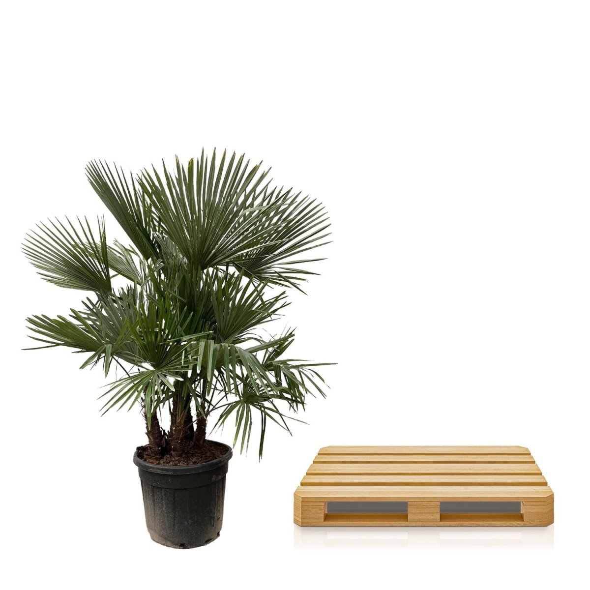 Trachycarpus fortunei Multistamm – Winterharte Hanfpalme – ca. 230 cm – Ø50 cm Topf – Exotischer Blickfang - Wurzelwerk Design