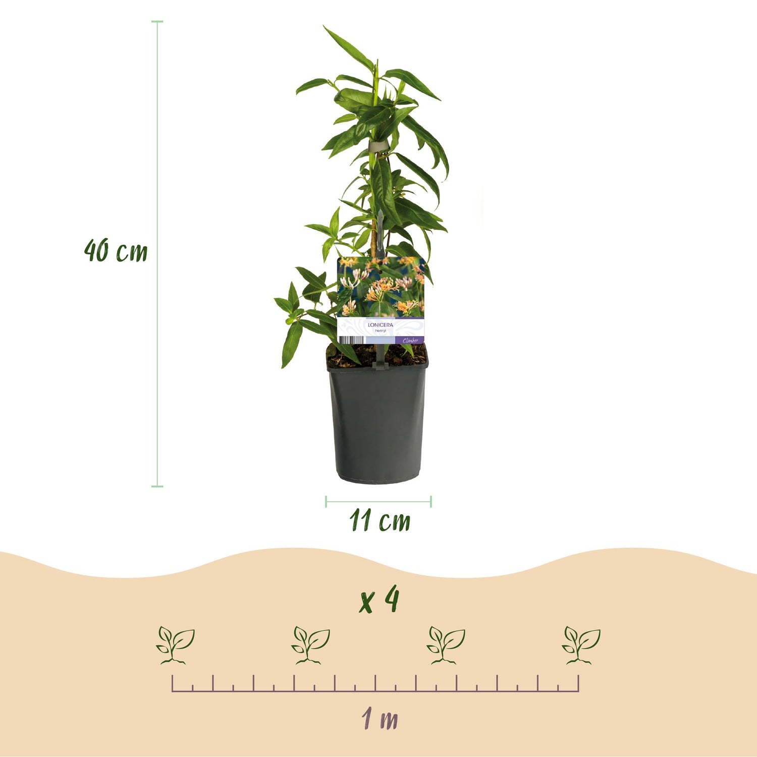 Lonicera henryi | Immergrünes Geißblatt – Duftende, schnellwachsende Kletterpflanze