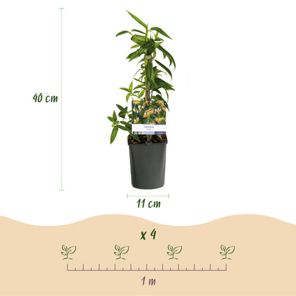 Lonicera henryi | Immergrünes Geißblatt – Duftende, schnellwachsende Kletterpflanze