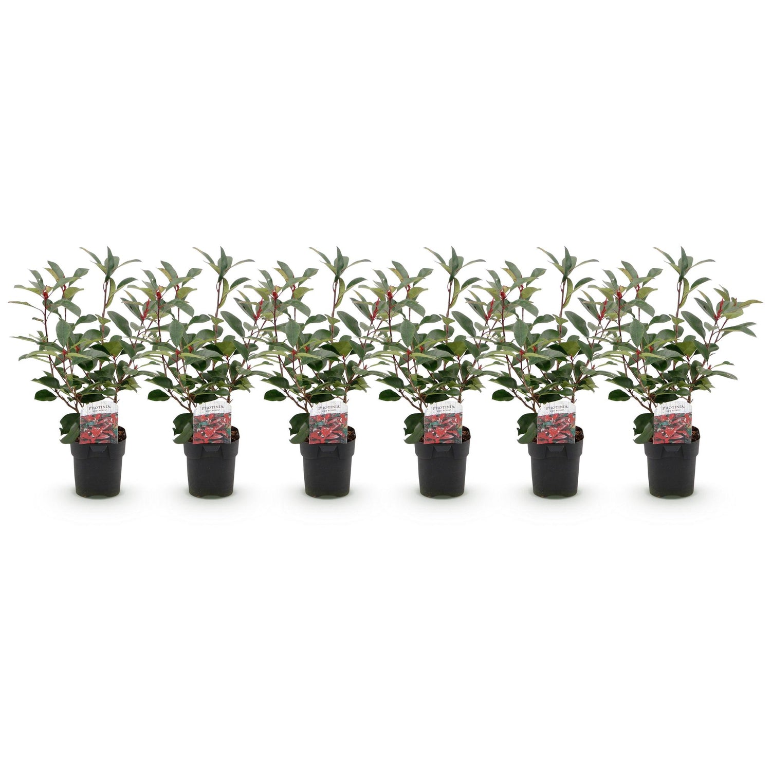 Sechs Photinia fraseri Red Robin Heckenpflanzen in Töpfen, immergrün, rot und grün, 50cm hoch, für Hecken, Everspring