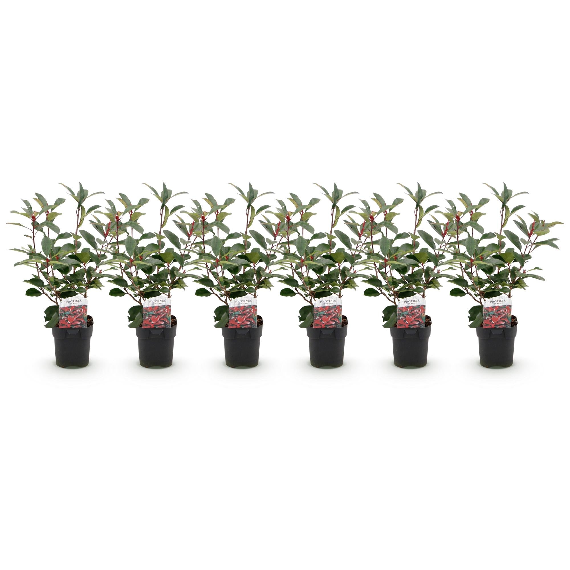 Sechs Photinia fraseri Red Robin Heckenpflanzen in Töpfen, immergrün, rot und grün, 50cm hoch, für Hecken, Everspring