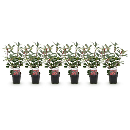 Sechs Photinia fraseri Red Robin Heckenpflanzen in Töpfen, immergrün, rot und grün, 50cm hoch, für Hecken, Everspring